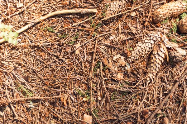 Pine Needles Removal in Thousand Oaks