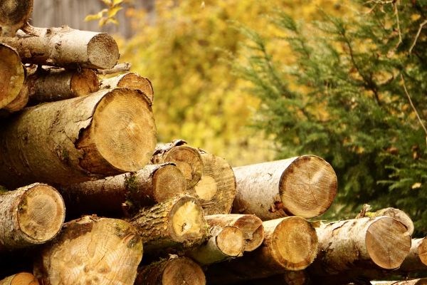 Wood Pile Removal in Thousand Oaks