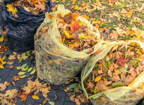 Yard Cleanup Service in Thousand Oaks