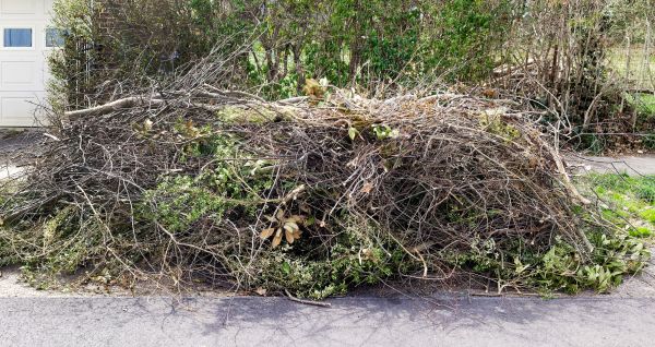Tree Limb Cleanup in Thousand Oaks