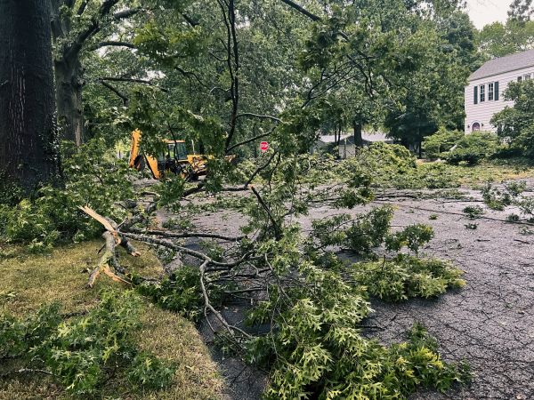 Tree Branch Disposal in Thousand Oaks