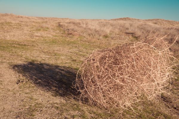 Tumbleweed Removal in Thousand Oaks