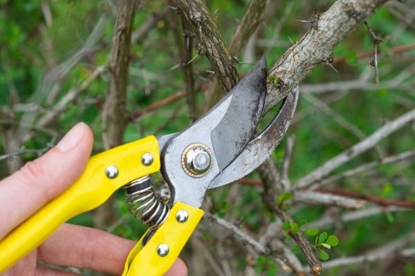 Limbs Removal in Thousand Oaks