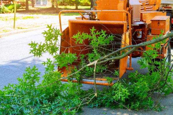 Tree Branches Removal in Thousand Oaks