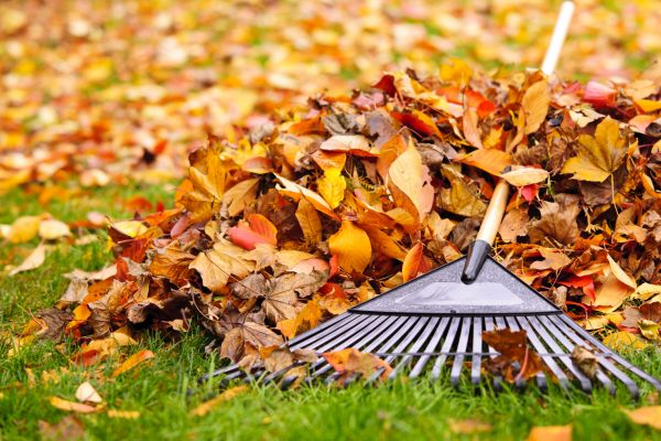 Yard Leaf Removal in Thousand Oaks