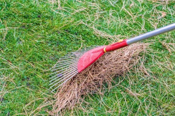 Yard Raking in Thousand Oaks