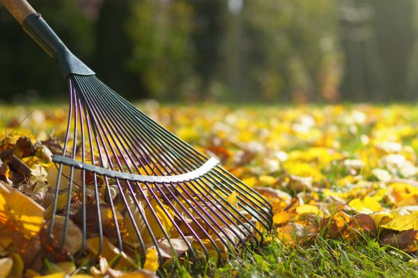 Leaf Removal in Thousand Oaks