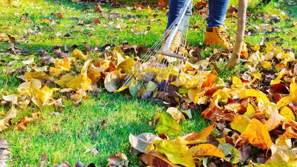 Lawn Cleanup Service in Thousand Oaks