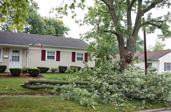 Fallen Branch Removal in Thousand Oaks