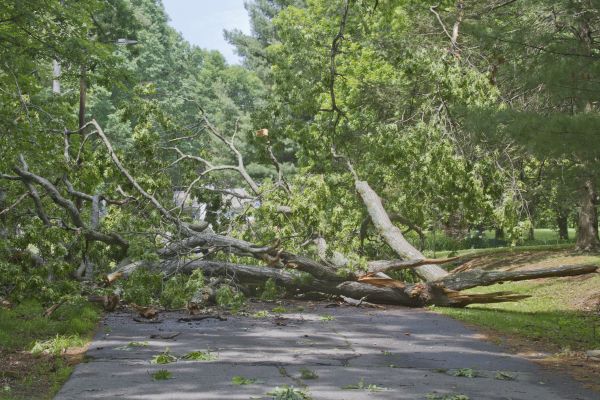 Tree Debris Removal in Thousand Oaks