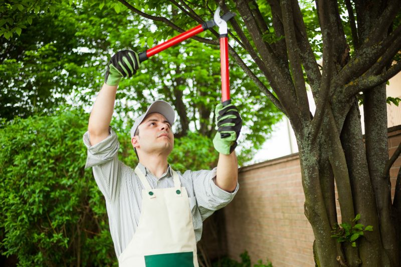 Tree and Shrub Maintenance